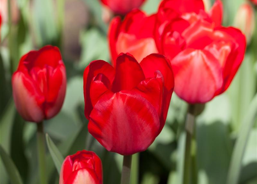 Tulpe 'Red Impression'