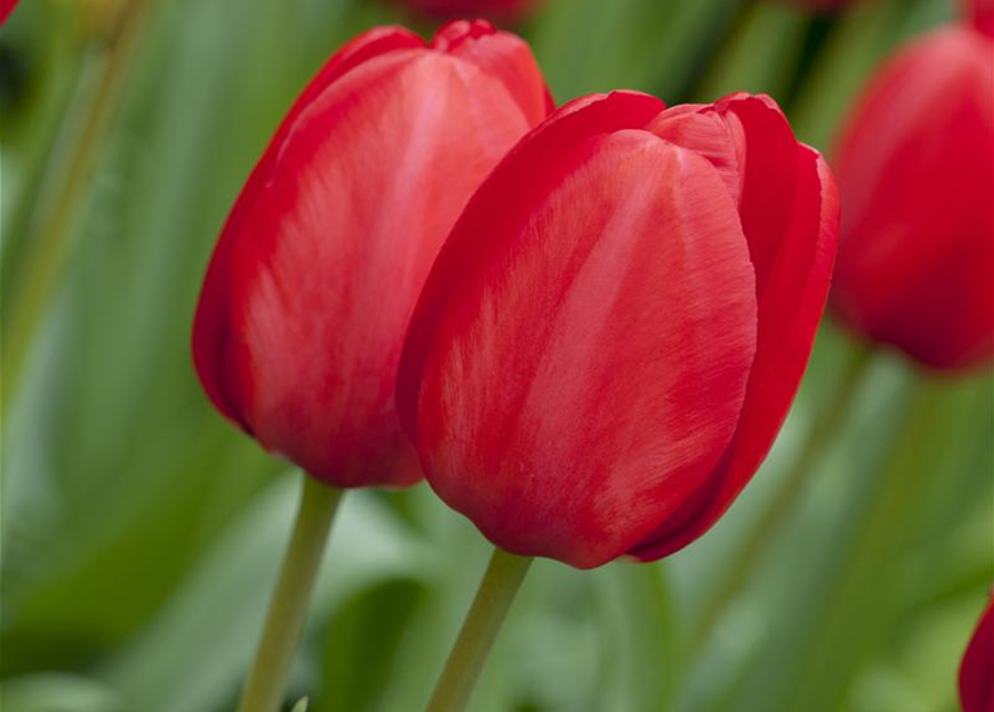 Tulpe 'Red Impression'