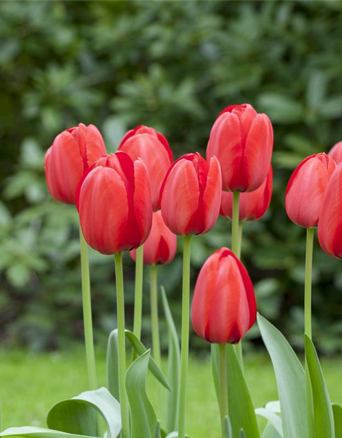 Tulpe 'Red Impression'