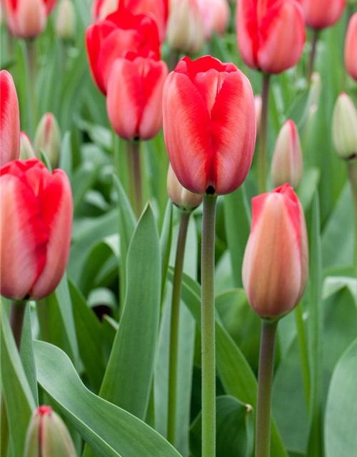 Tulpe 'Red Impression'