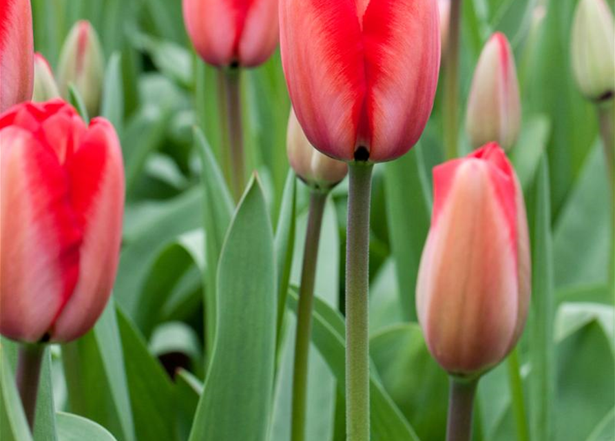 Tulpe 'Red Impression'