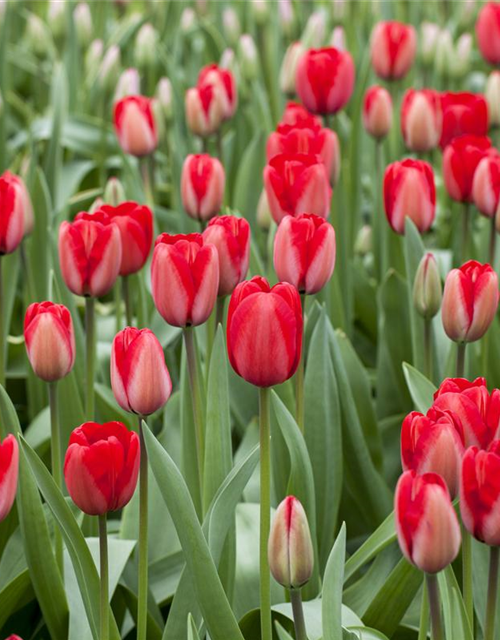 Tulpe 'Red Impression'