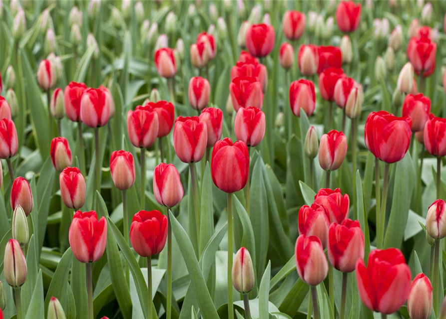 Tulpe 'Red Impression'