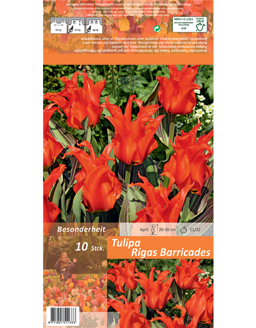 Tulpe 'Rigas Barricades'