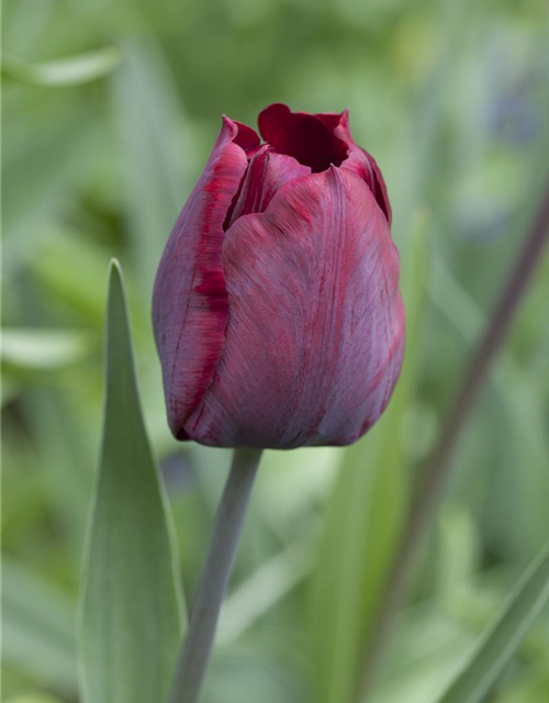 Tulpe Ronaldo 'Ronaldo'