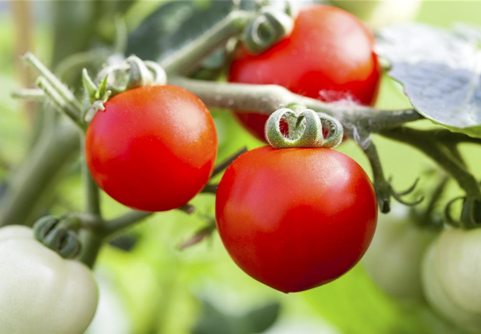 ALTE TOMATENSORTEN FüRS FREILAND!