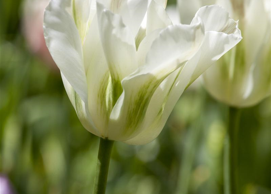 Tulpe 'Spring Green'