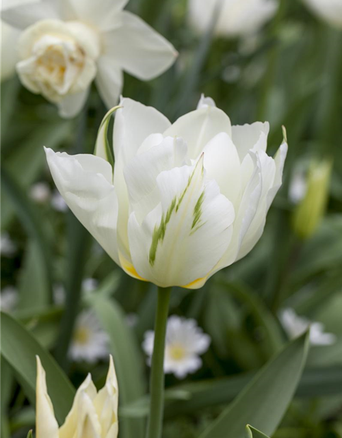 Tulpe 'Spring Green'