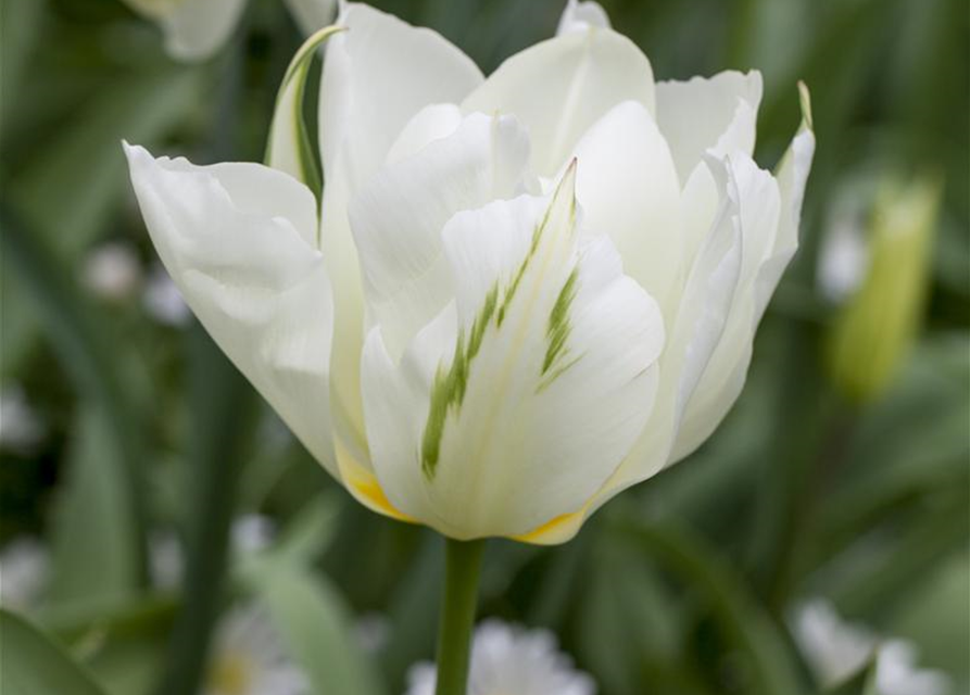 Tulpe 'Spring Green'