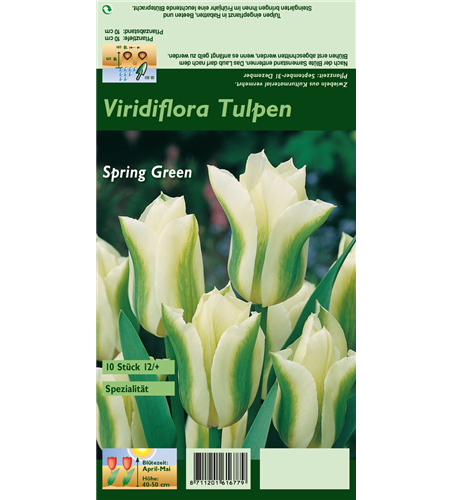 Tulpe 'Spring Green'