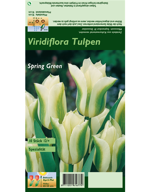 Tulpe 'Spring Green'