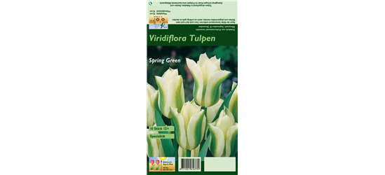 Tulpe 'Spring Green'