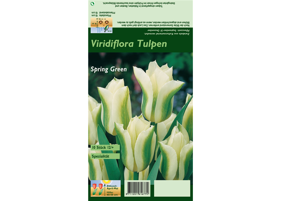 Tulpe 'Spring Green'