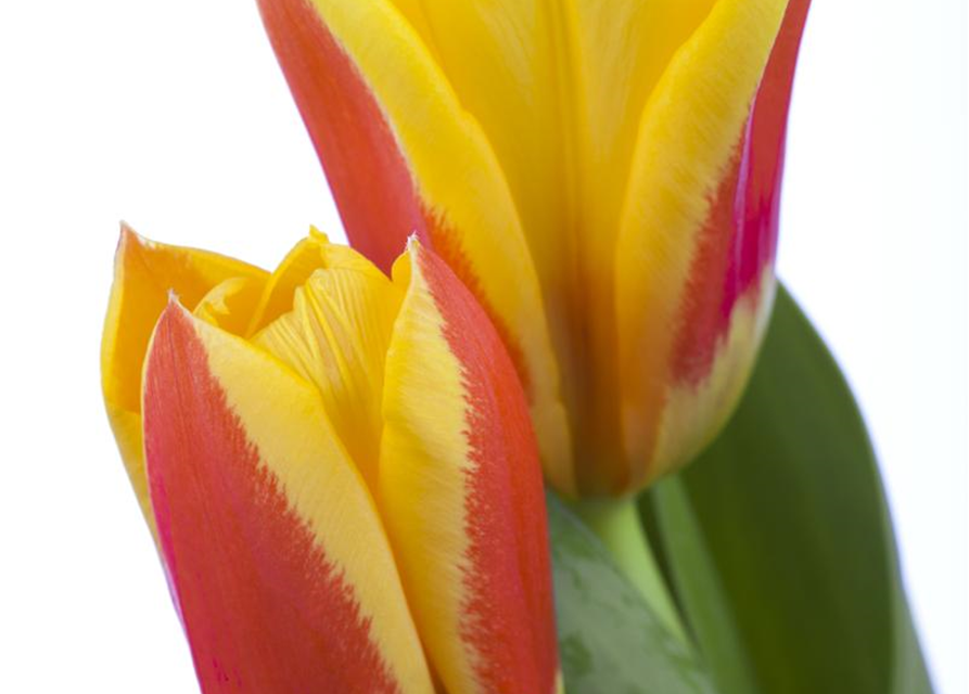 Tulpe 'Stresa'