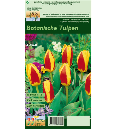 Tulpe 'Stresa'