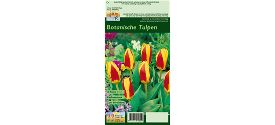 Tulpe 'Stresa'