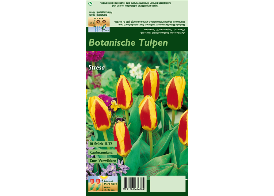 Tulpe 'Stresa'