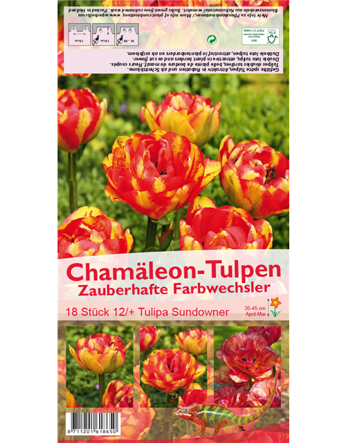 Tulpe 'Sundowner'