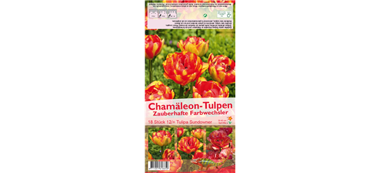 Tulpe 'Sundowner'