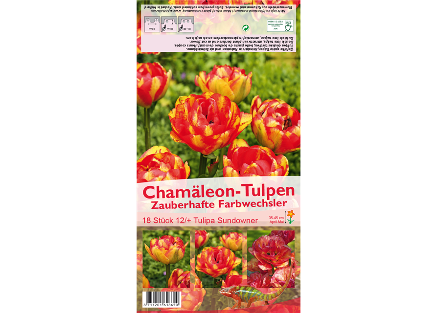 Tulpe 'Sundowner'