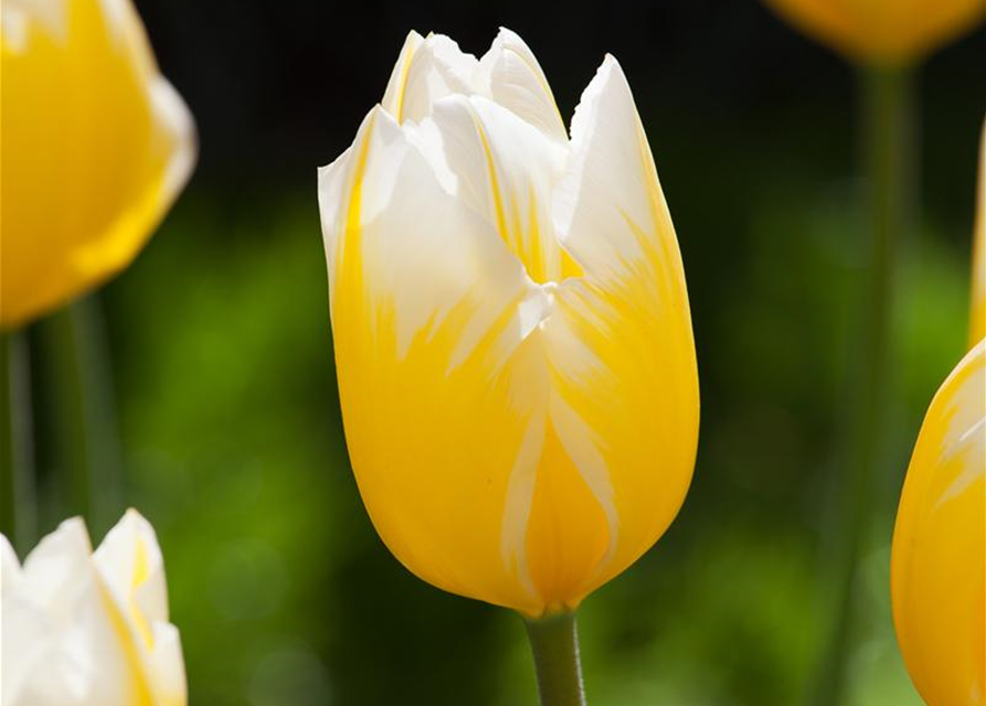 Tulpe 'Sweetheart'