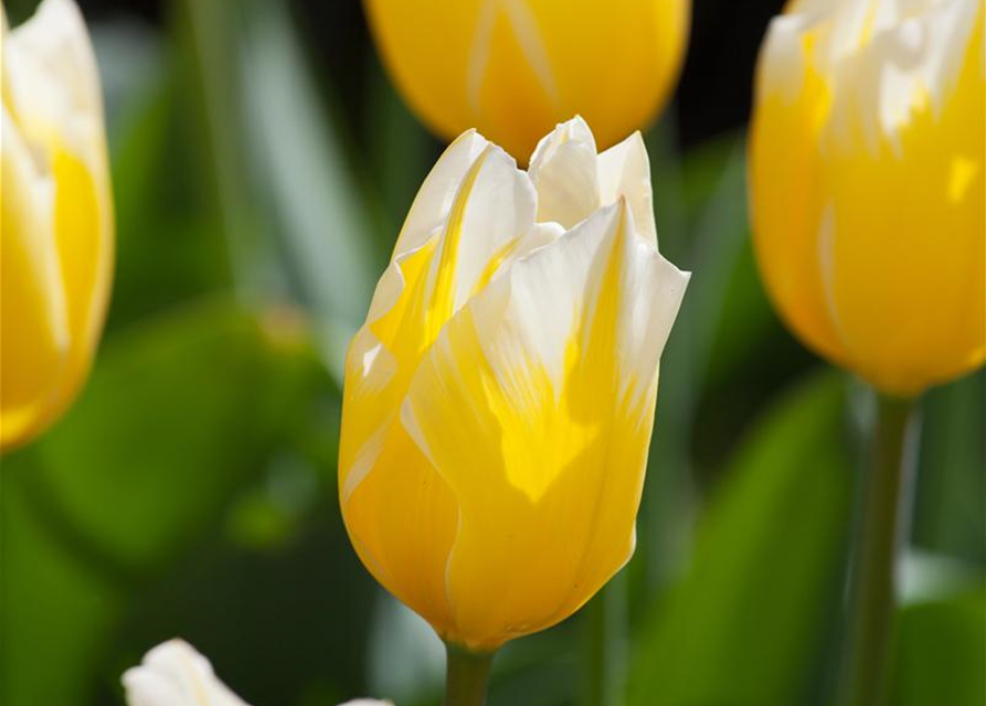 Tulpe 'Sweetheart'