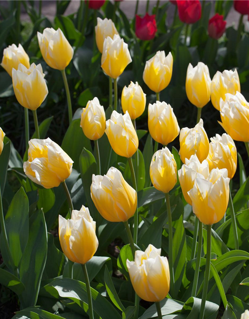 Tulpe 'Sweetheart'