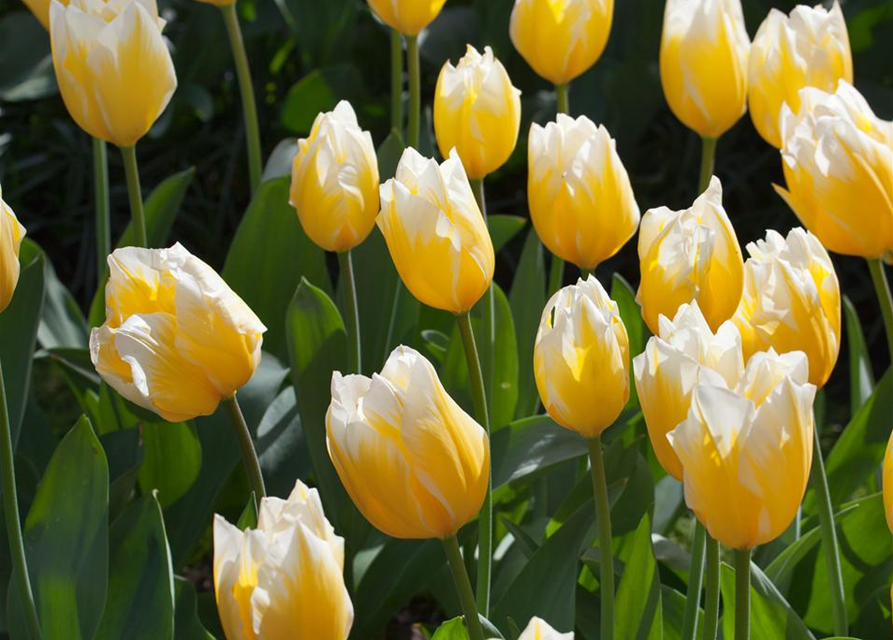 Tulpe 'Sweetheart'