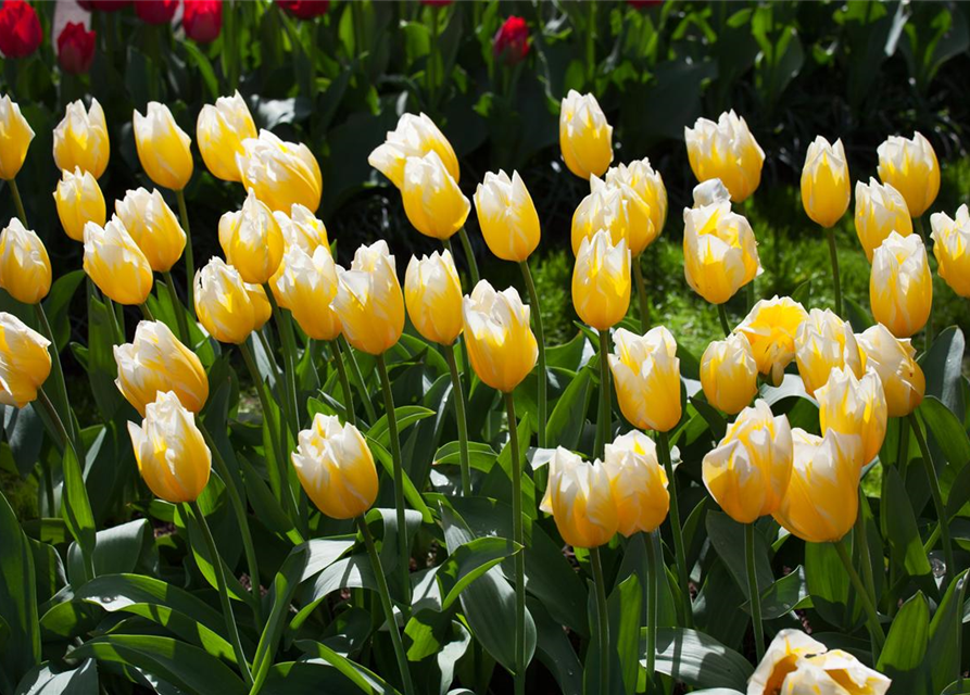 Tulpe 'Sweetheart'