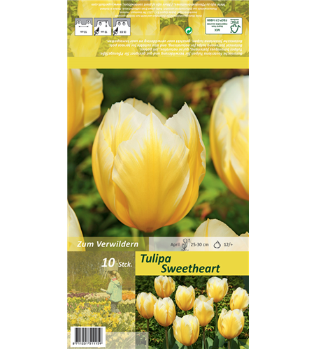 Tulpe 'Sweetheart'