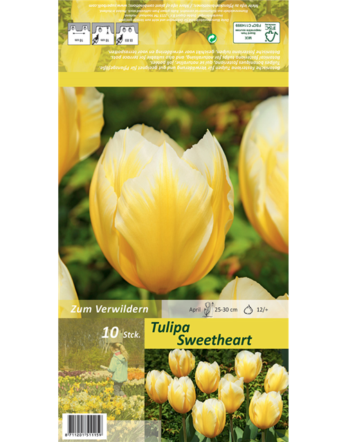 Tulpe 'Sweetheart'