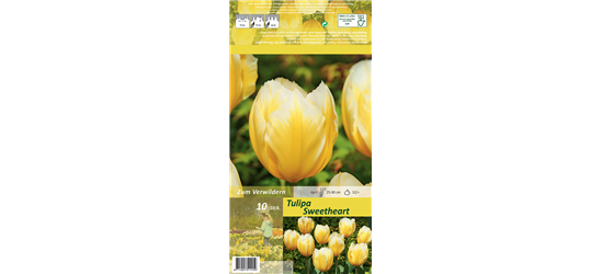 Tulpe 'Sweetheart'