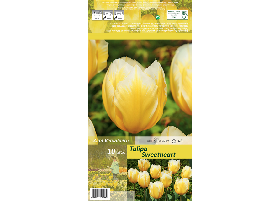 Tulpe 'Sweetheart'