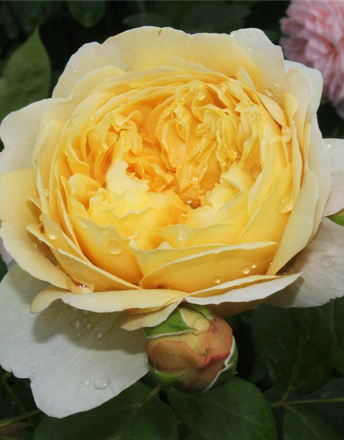 Strauchrose 'Charles Darwin'®