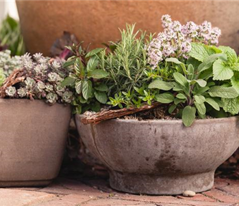 Mehr als nur aromatisch: Die gesunden Nährstoffe in Kräutern