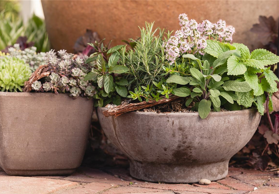 Mehr als nur aromatisch: Die gesunden Nährstoffe in Kräutern