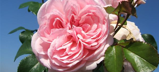 Strauchrose 'Cinderella'®