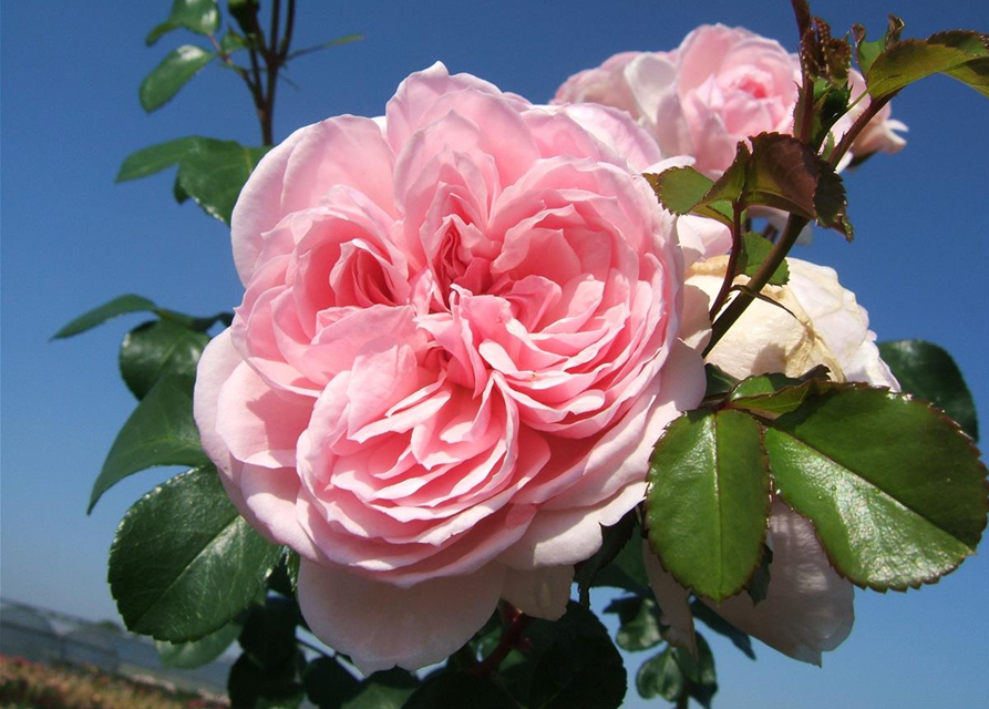 Strauchrose 'Cinderella'®