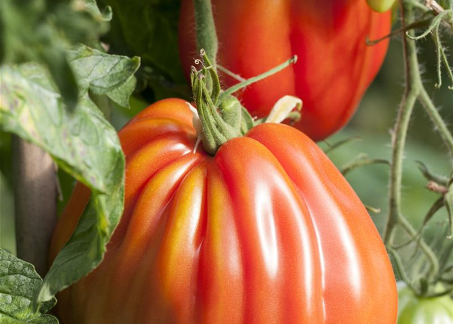 Fleischtomate 'Corazon F1'