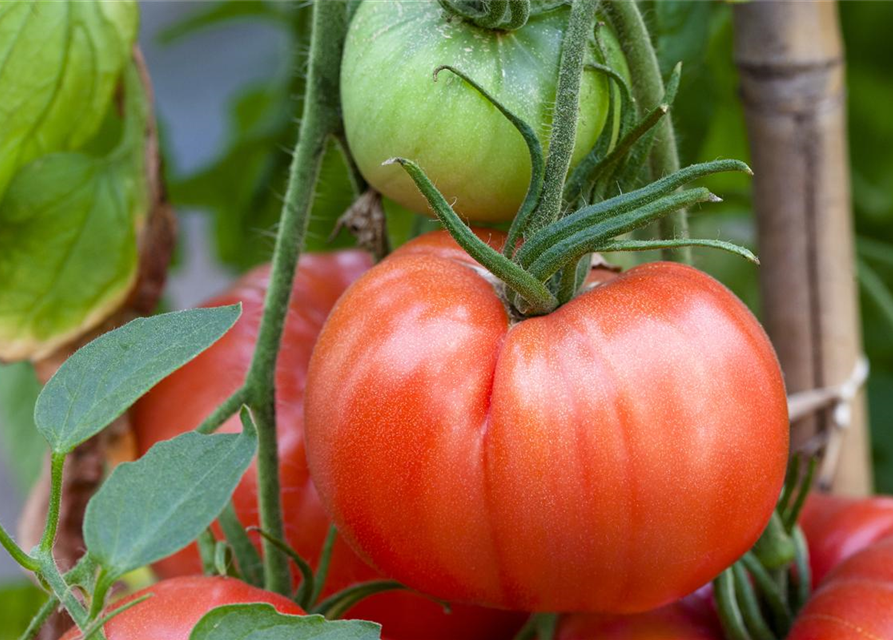 Tomatensamen