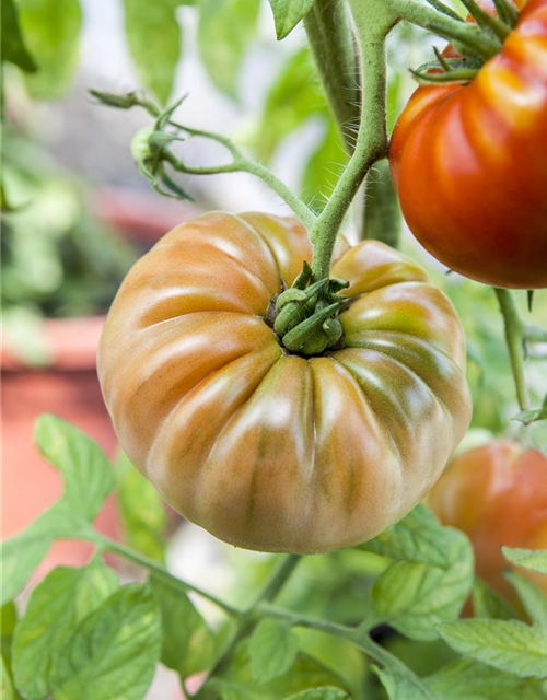 Tomatensamen