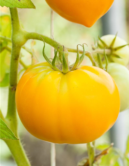 Tomatensamen