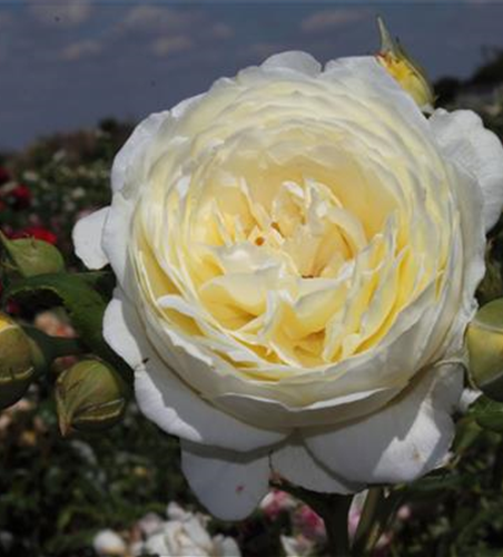 Strauchrose 'Claire Austin'®