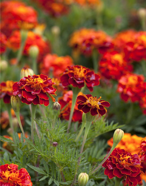 Studentenblumensamen 'Carmen'