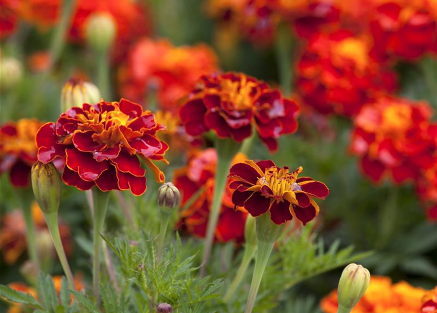 Studentenblumensamen 'Carmen'