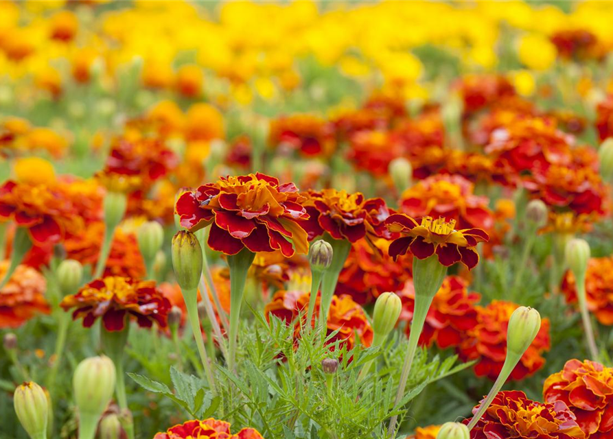 Studentenblumensamen 'Carmen'