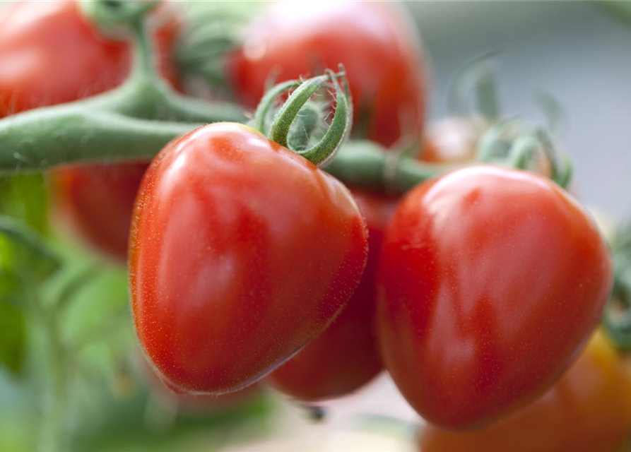 Tomatensamen 'Gardenberry'