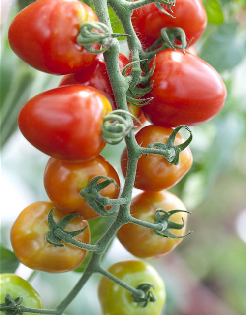 Tomatensamen 'Gardenberry'