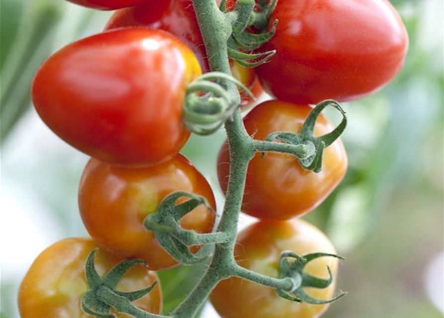 Tomatensamen 'Gardenberry'