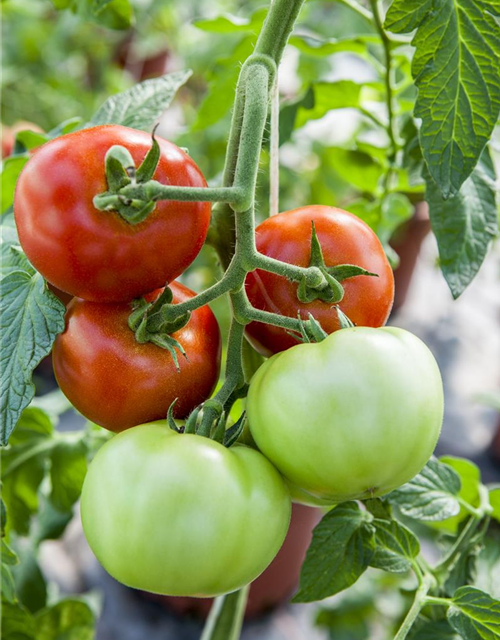 Tomatensamen 'Harzfeuer F1'